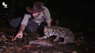 Startled Wild Cat