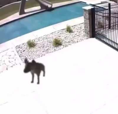 Posting yeens until I get to pet one day 1149 POV youre being yeened