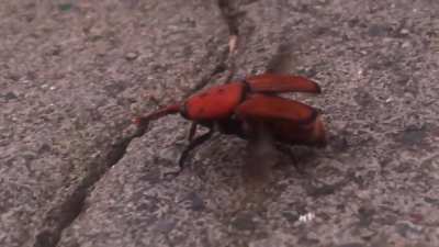 Bigboi Weevil on Madeira with veeeery cool wings. Didn’t expect how loud he was ✈️