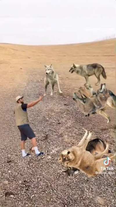 How to survive a wolf.