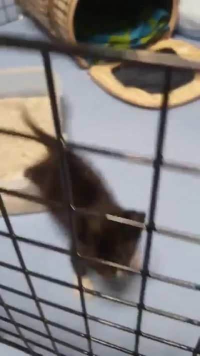 Very vocal lil kitty