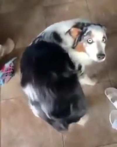 "Quick..scratch..I'll explain later"
