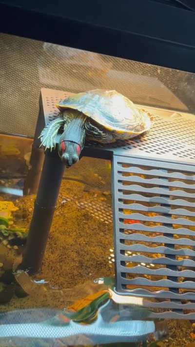 My RES fell asleep while basking! So cute