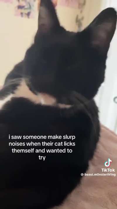 &ldquo;My cat wasn&rsquo;t pleased at all&rdquo;