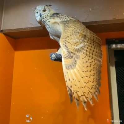 Owl showing off its wing
