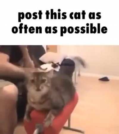 Kitty