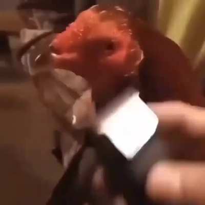 Lil cocky