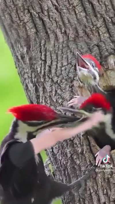 pa upvote, credits.