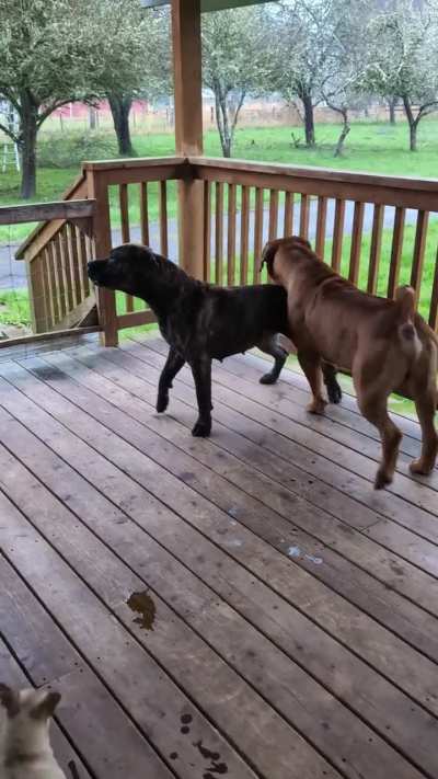 Barking at absolutely nothing but goodness they make me feel very safe