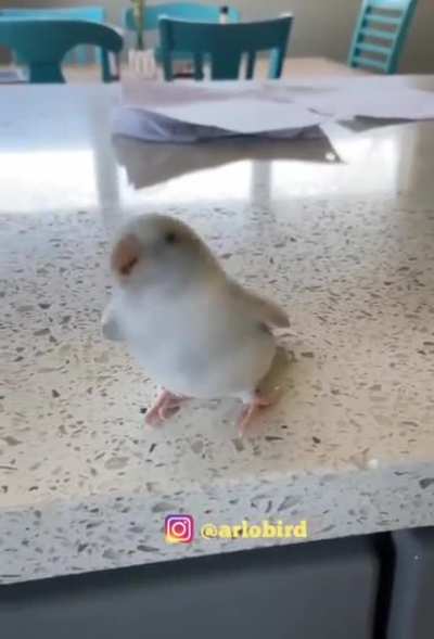 Bird that wiggles.
