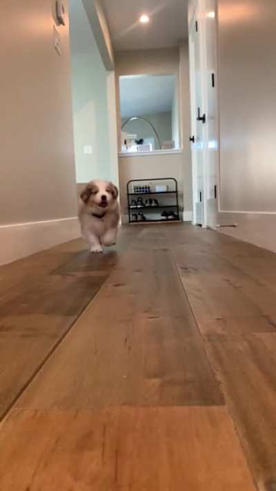 Attack of the wiggly butt!