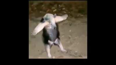 T