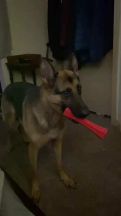 &ldquo;Jim? AYYYYYYYYYYYYYY&rdquo; my german Shepard wants to be a part of this scene every time.