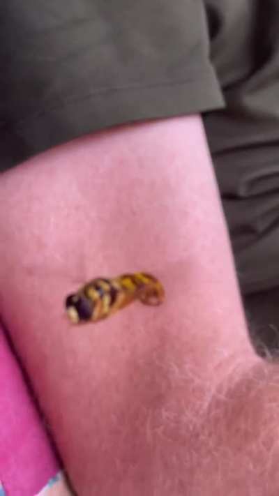 What is this curious insect? Been hanging around us watching us closely. I couldn&rsquo;t see a stinger - yeah it was 2 inches from my face staring at me. (North Georgia USA)