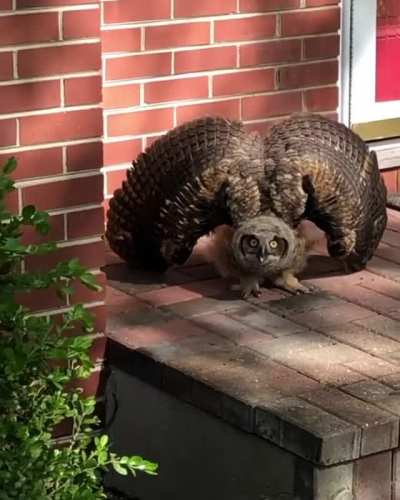 You&rsquo;re coming home and get greeted by this owl. What do you do?
