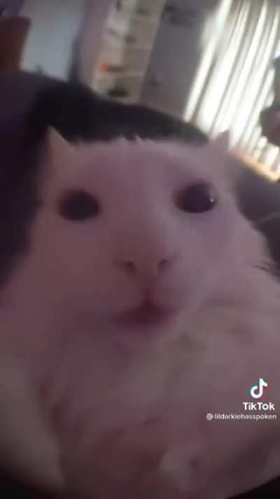 Mogus