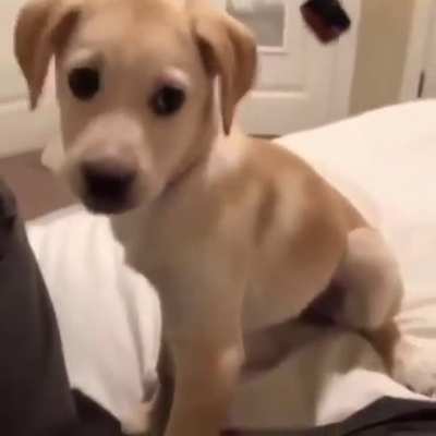 Mimicking puppy.