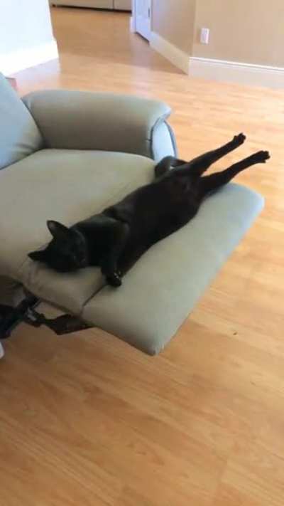 From abandoned cat To spoiled house panther. He&rsquo;s the best baby.