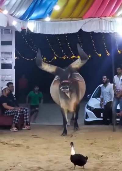 A Giant BULL