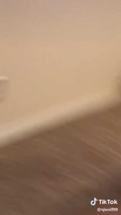 Ninja cat