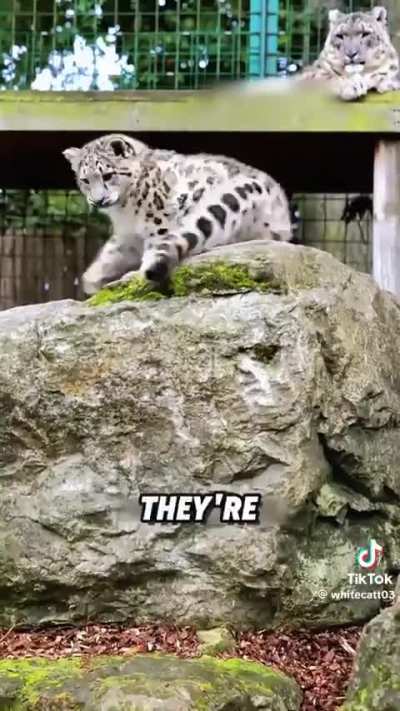 Why don&rsquo;t snow leopards attack humans?