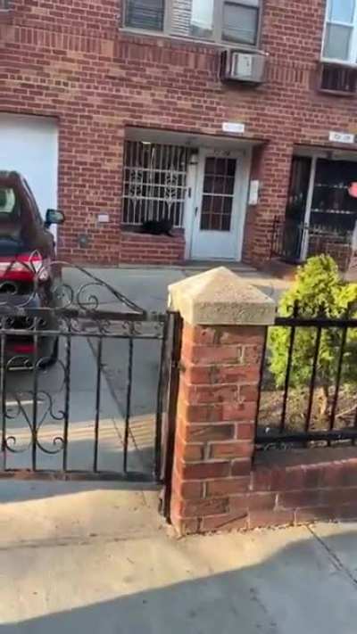 A dog attacks a beagle and a pedestrian creating chaos in NY. Several people beat the dog with bats to get it to release- but it ultimately takes a police tazer to get the dog to stop attacking the beagle.