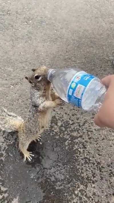 Squirrel asking for water