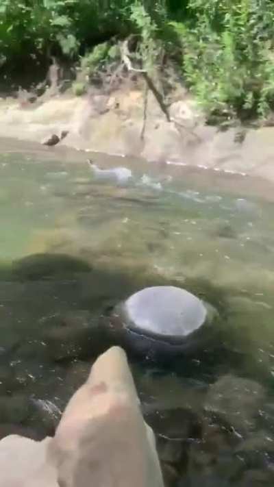 yo cuando veo un culo