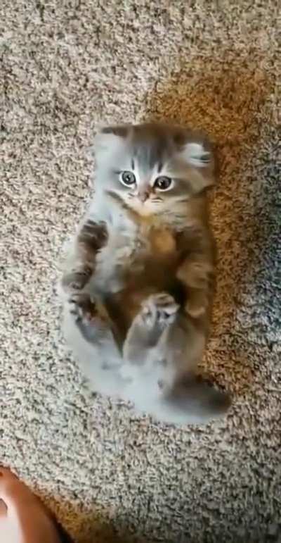 i demand more pets