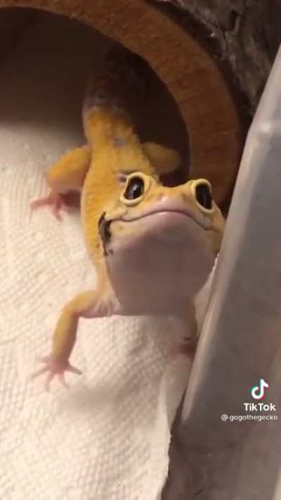Aw lawd he coming
