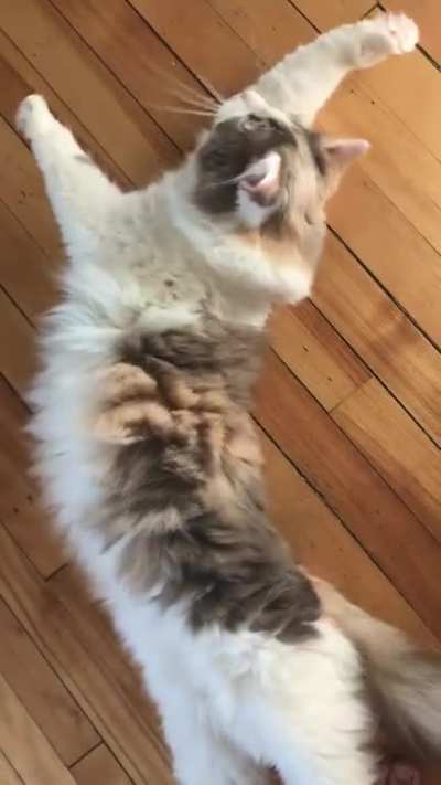 a drama queens &ldquo;give me attention&rdquo; roll