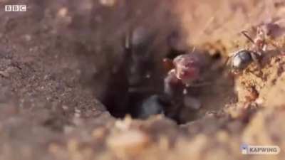 Mongoose