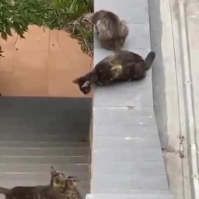 Who else would have done better in physics if the problems would have involved getting kittens to safety?