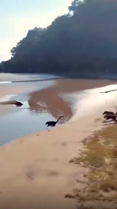 blursed_dinosaurs