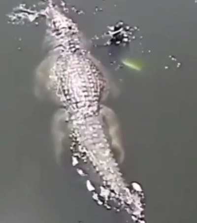 Swim away, AWAY!