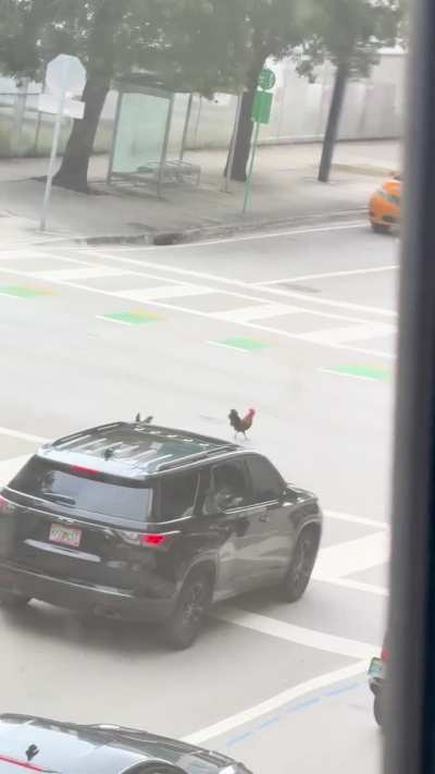 You ever seen a chicken cross the road? I didn&rsquo;t till this very moment 😂