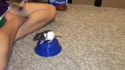 My sweet rat Oreo doing her "read a sign" trick!