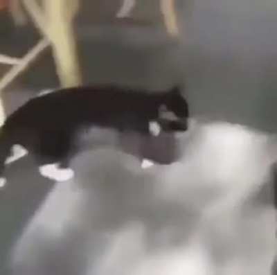 moldy cat