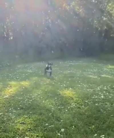 Super Extra Happy Doggy 🐶