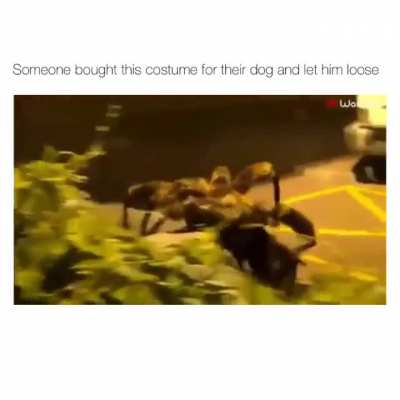 This dog costume