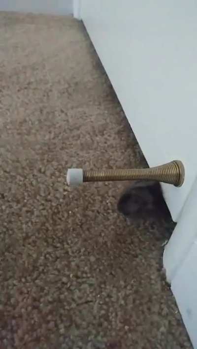 Justâ¦ let him in.