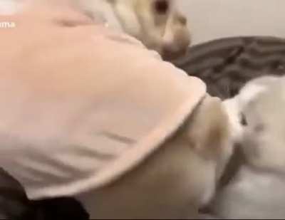 КотоПёс