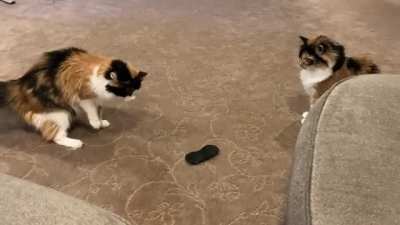 Cat&rsquo;s brain broken by Oculus lens cover