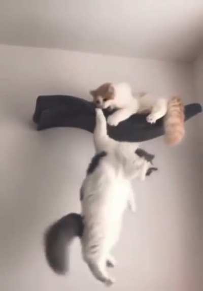 the betrayal