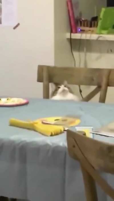 hypnotised chonk