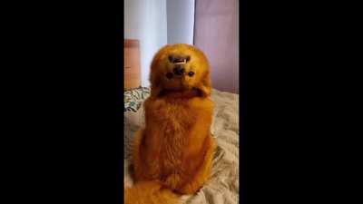 blursed_Dog