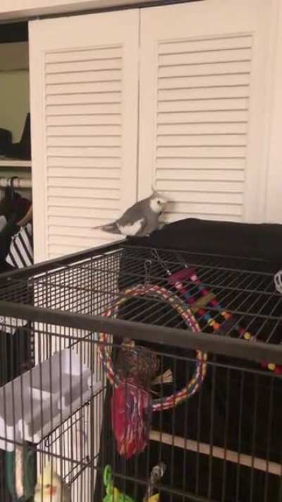 Ladies and gentlemen, my bird Yuki