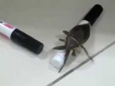 Hurry get the flamethrower!