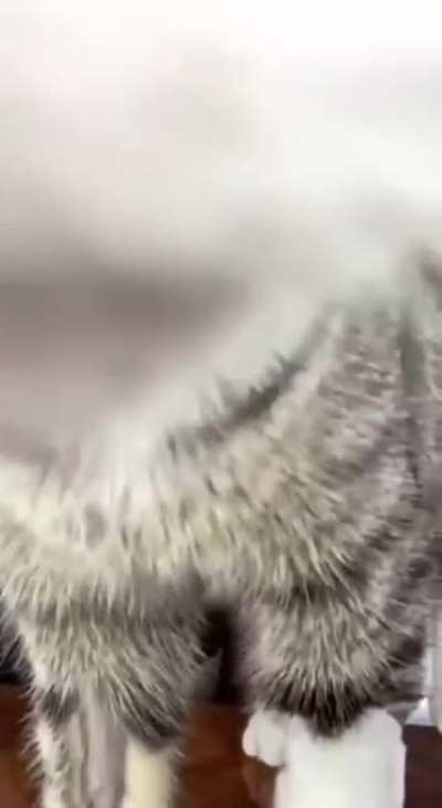 Kedicik