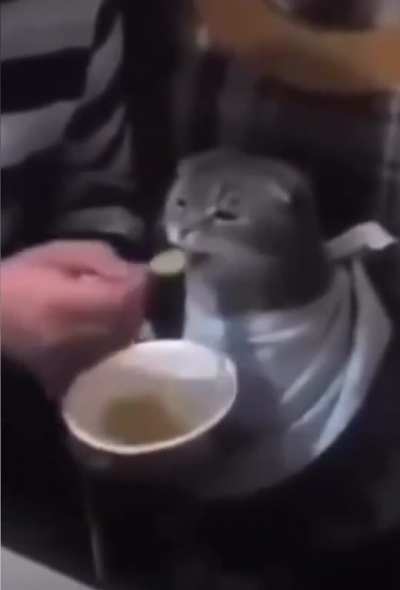 Moldy gatito